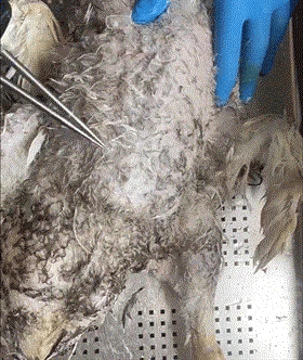 Desplumadora Rápida para Aves